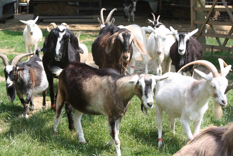 Is There Such Thing as Goat Breed Temperament?